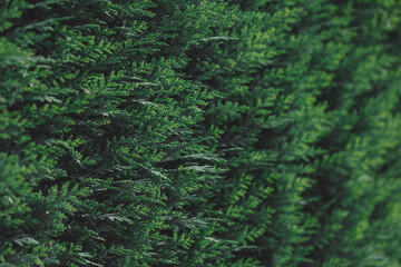 Selective focus of green leaves in the garden with dark tone, Chamaecyparis common names cypress or...