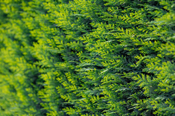 Fototapeta na wymiar Green and yellow leaves with warm sunlight in the morning, Chamaecyparis common names cypress or false cypress, is a genus of conifers in the cypress family Cupressaceae, Nature greenery background.