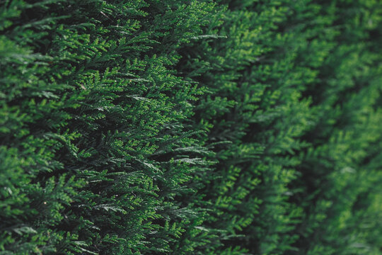 Selective focus of green leaves in the garden with dark tone, Chamaecyparis common names cypress or false cypress, is a genus of conifers in the cypress family Cupressaceae, Nature greenery background