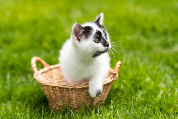 White kitten in the straw basket