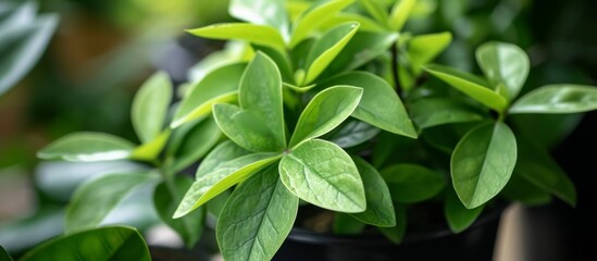 Fototapeta na wymiar Fresh green leaves of a decorative plant are seen up close in a black plastic pot.