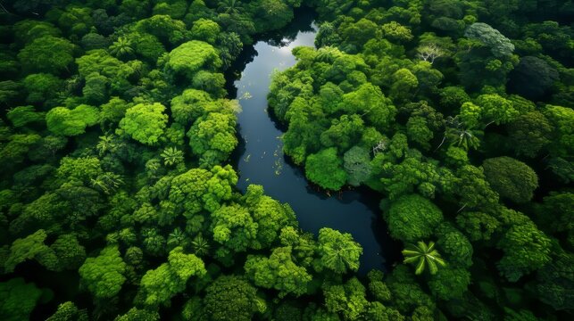 Jungle Rhythms: A River's Melodic Flow