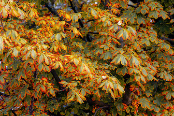 Season change concept, Late summer, Beginning autumn, Selective focus of green leaves of Aesculus (horse chestnut) changing color from green to yellow and orange, Nature pattern texture background.