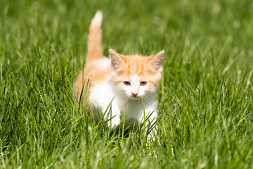Little orange kitten on the grass