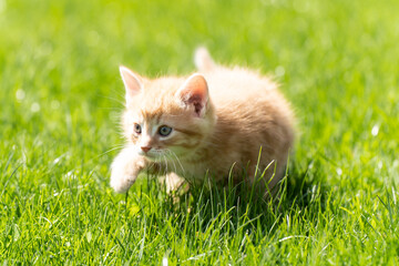Naklejka na ściany i meble Little orange kitten on the grass