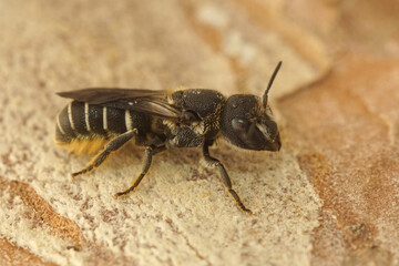 Closeup on a Mediterranean blue-eyed female small resin bee, Heriades Crenulatus, in the Gard, France