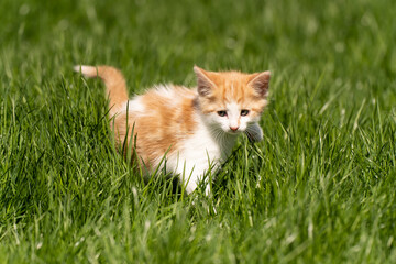 Little orange kitten on the grass