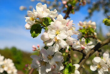  Close up view of white blooming apple tree in spring time