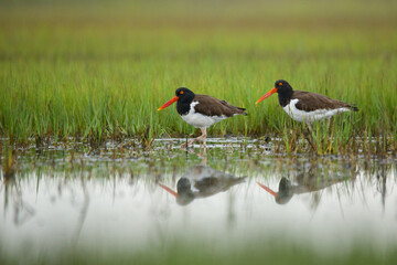 a mated pair of American Oystercatchers along the edge of an ephemeral tidal pool along the mid-Atlantic coast of the eastern United States