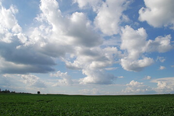 A sown field under the clouds. Under a light blue sky with white fluffy clouds there is a wide...