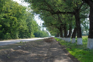Fototapeta na wymiar Rural road stretching into the distance. Asphalt highway with a wide sandy shoulder. Along the edges of the road there are tall old trees with wide trunks and many winding branches with green foliage.
