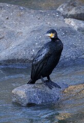 blackbird
