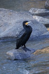 crowned night heron