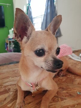 Chihuahua apple head