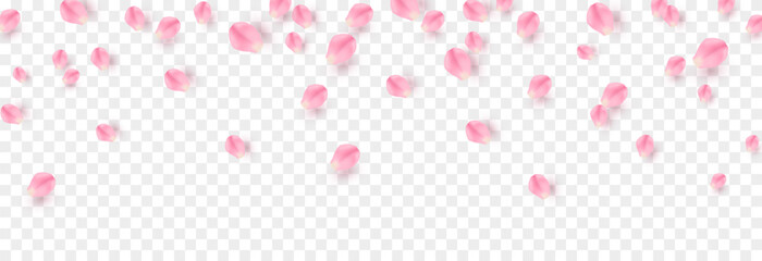 Vector rose petals png. Flying sakura or rose petals. Petals png. - obrazy, fototapety, plakaty