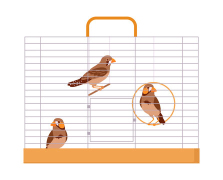 Exotic birds in cage. Cartoon iron wire bird cage, domestic cute finches flat vector illustration. Decorative birds sitting in cage