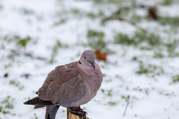 Pigeon sits on stump of tree, was confused by sudden snow and cold. Streptopelia decaocto. Eurasian Collared Dove in winter in January