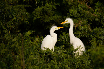Great Egret - young sibling Egrets at the nest, awaiting the return of their parents, who will bring them their next meal