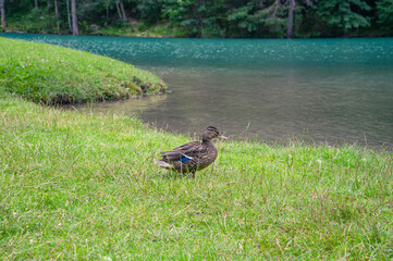 wild duck near a beautiful lake.