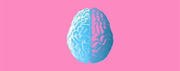 Stylized hemispheres brain drawing illustration with blue and pink color tone - obrazy, fototapety, plakaty