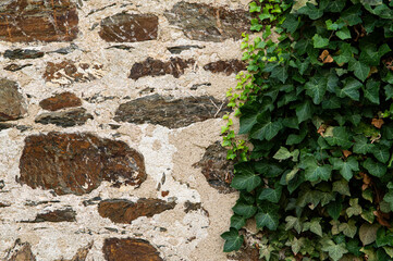 Background Texture of Stone Wall and Ivy 
