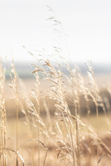 Dry reed grass on a background of mountains and sky, selective focus, natural abstract background