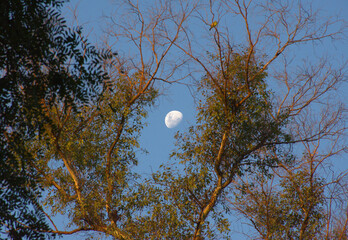 Luna creciente entre ramas: un encuentro celestial en la tranquilidad del bosque