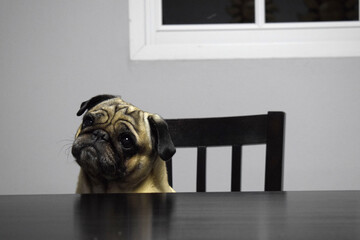 pug dog sitting