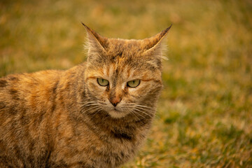 Portrait of a garfield cat in a park in Tehran, IRAN