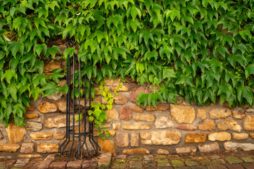 Background Texture of Stone Wall and Ivy 