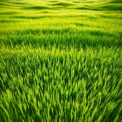 Obraz premium Texture grass field