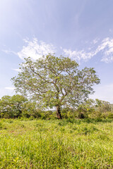 árvore na cidade de Buenópolis, Estado de Minas Gerais, Brasil