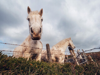 Two funny looking white horses by a metal wire fence in a field, hill and blue cloudy sky in the background. Nature scene with stunning animals in pasture.