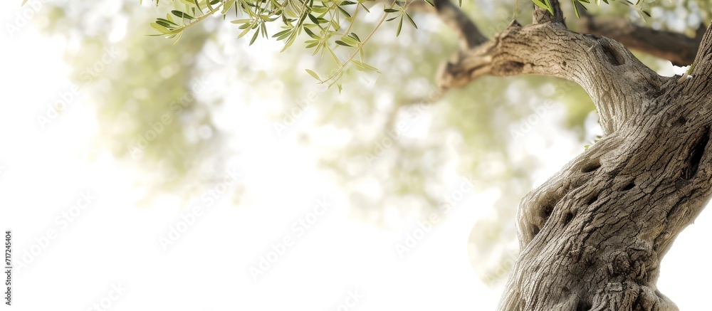 Poster white overexposed background showing an olive tree trunk.