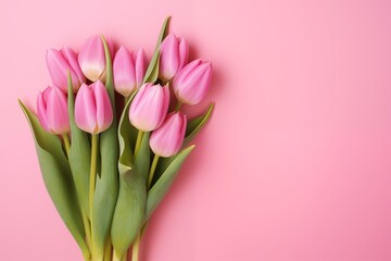 pink tulips on pink background
