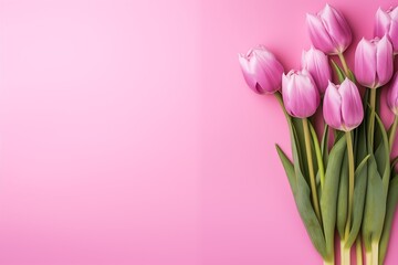 pink tulips on pink background