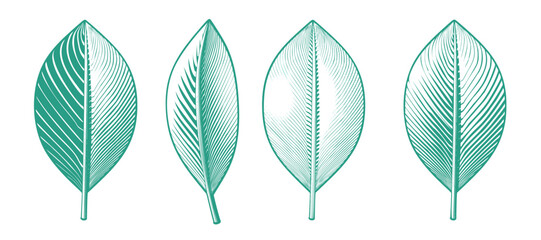 Vintage engraving leaves symbol in various style illustration