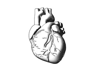 Black engraving human heart illustration isolated on white BG