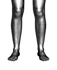 Black and white engraving human leg and foot vector illustration
