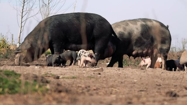 big and little pigs on a farm eating