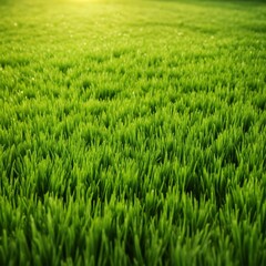 Obraz premium Green fake grass background