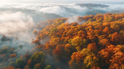 Naklejka na ściany i meble erial view of beautiful winter and autumn forest in low clouds at sunrise. Top view of orange and green trees in fog at dawn in fall. View from above of woods. Nature background. Multicolored leaves