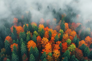 erial view of beautiful winter and autumn forest in low clouds at sunrise. Top view of orange and green trees in fog at dawn in fall. View from above of woods. Nature background. Multicolored leaves