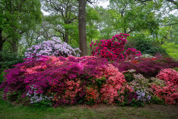 Colourful azaleas and rhododendrons in spring