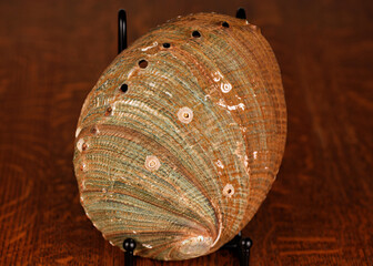 Abalone Shell, Green on dark oak table. with barnacles and muscle scar.