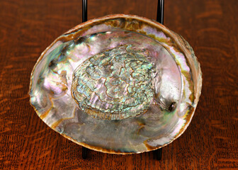 Abalone Shell, Green on dark oak table. with barnacles and muscle scar.