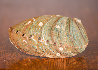 Abalone Shell, Green on dark oak table. with barnacles and muscle scar.