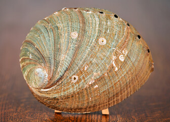 Abalone Shell, Green on dark oak table. with barnacles and muscle scar.