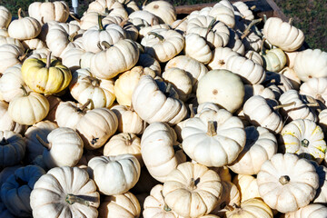 Helle Kürbisse in maß