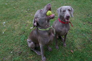 perros de raza Weimaraners jugando con una pelota de tenis en el parque